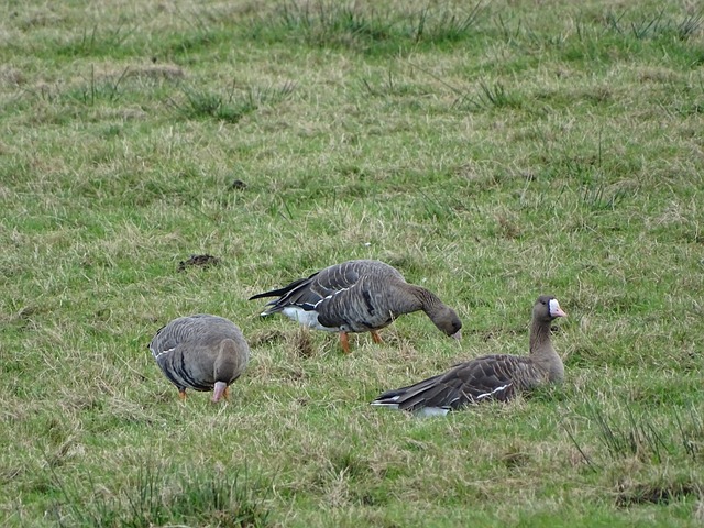 澤卡最快於8月底或9月初恢復訓練.